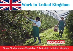 Picker Of Mushrooms Vegetables & Fruits jobs in United Kingdom