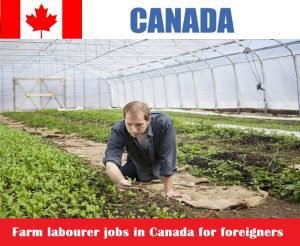Farm labourer jobs in Canada for foreigners