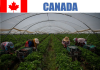 Fruit Farm Labourer Jobs in Canada for foreigners 2023 Fruit Farm Labourer jobs in Canada for foreigners