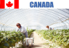 Fruit farm worker jobs in Canada for foreigners | Urgent Vacancies 2023 Fruit farm worker jobs in Canada for foreigners