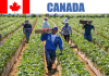 Farm worker jobs in Canada for foreigners 2023 Farm worker jobs in Canada for foreigners 2023