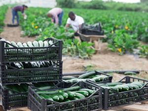General farm labourer jobs in Canada for foreigners