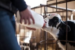 Dairy farm worker jobs in Canada for foreigners