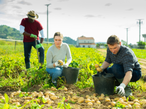 Harvesting labourer jobs in Canada for foreigners