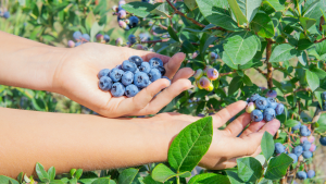Fruit farm worker jobs in Canada for foreigners
