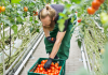 Farm worker jobs in Canada for foreigners, July 2023 Farm worker jobs in Canada for foreigners