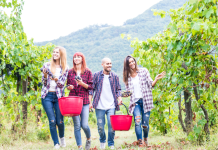 Fruit farm labourer jobs in Canada for foreigners, Mar 2024 Fruit farm labourer jobs in Canada for foreigners