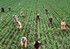 100 Farm worker jobs in Canada for foreigners, July 2023 Farm worker jobs in Canada for foreigners