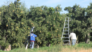 Fruit farm worker jobs in Canada for foreigners