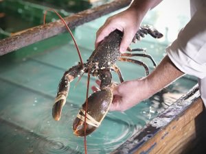 Lobster processor jobs in Canada for foreigners