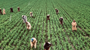 General farm worker jobs in Canada for foreigners