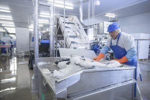 Fish plant worker jobs in Canada for foreigners