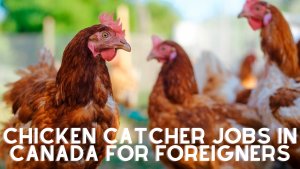 Chicken catcher jobs in Canada for foreigners