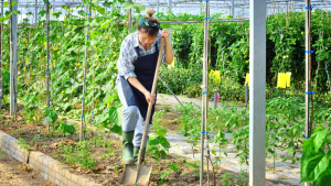 Greenhouse labourer jobs in Canada for foreigners