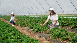 Greenhouse labourer jobs in Canada for foreigners