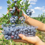 Fruit farm worker jobs in Canada for foreigners, Feb 2024 Fruit farm worker jobs in Canada for foreigners