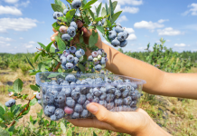 Fruit farm worker jobs in Canada for foreigners, Feb 2024 Fruit farm worker jobs in Canada for foreigners